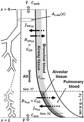 Modeling Pulmonary Gas Exchange and Single-Exhalation Profiles of Carbon Monoxide